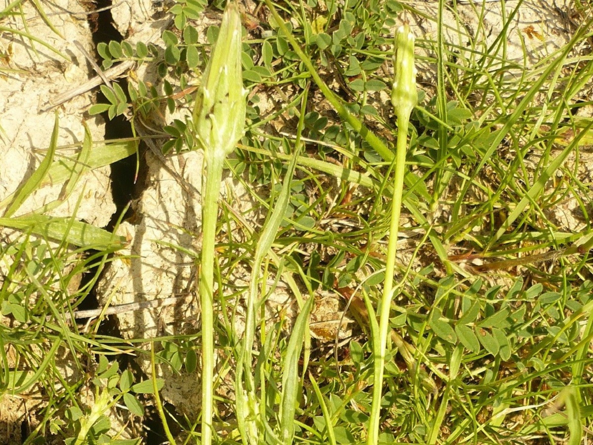 Podospermum laciniatum subsp. laciniatum (Asteraceae)